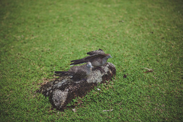 Tropical pigeons on green grass in the park
