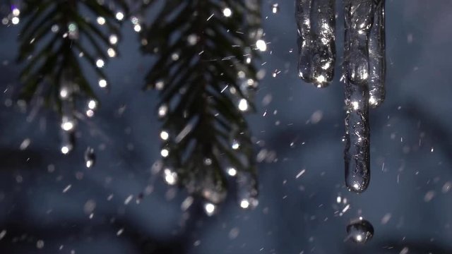 Rain drops falling from frozen icicles on fir branches against dark blue background in slow motion. Epic exterior scene of wet evergreen forest. Closeup view of peaceful nature.
