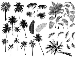 Fototapeta na wymiar Set constructor from realistic black silhouettes isolated tropical palm trees, branch and separate banana leaves, talipot on a white background