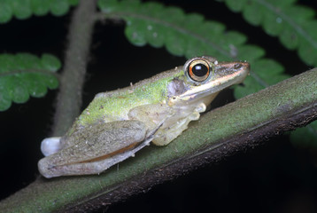 The frogs  swinging on a branch in the nature