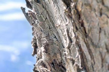 Tree close up detail, with a blue lake in the background