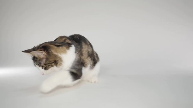 Maine Coon Cat playing with laser pointer