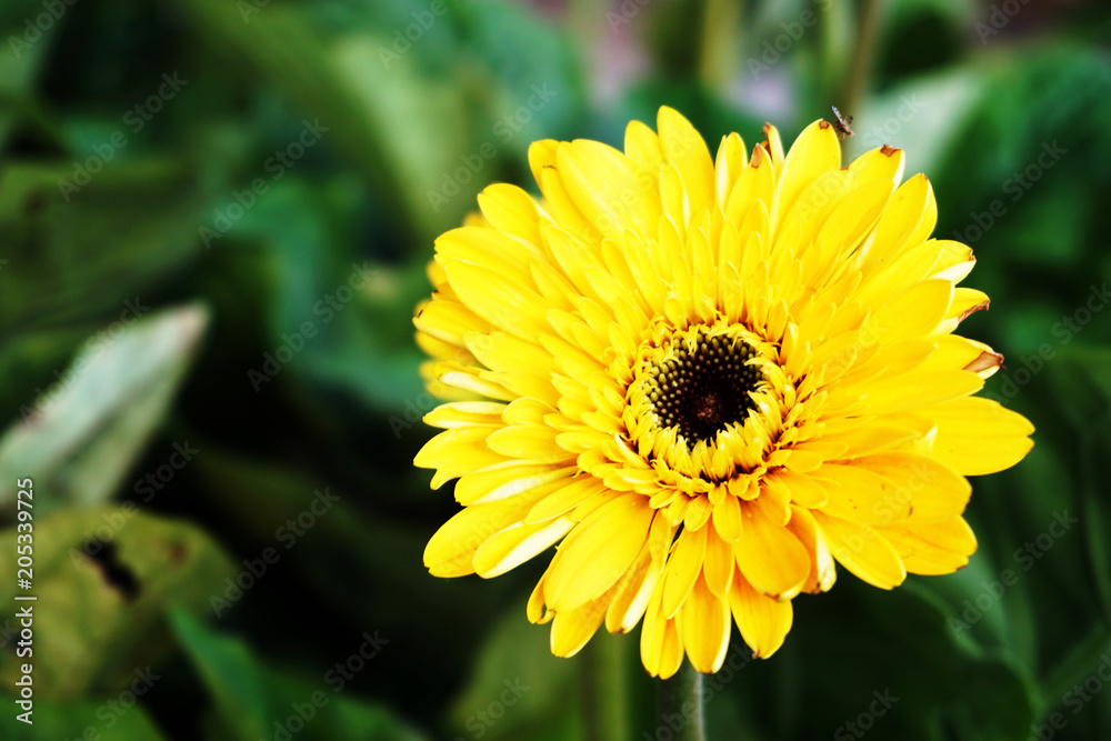 Canvas Prints beautiful yellow daisy flowers nature background