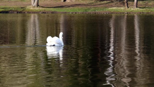 A beautiful white swan swims in the summer on the mirror surface of the pond in the park in search of food. Birds in the wild nature.