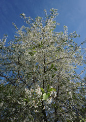 Цветущее вишневое дерево на фоне голубого неба

