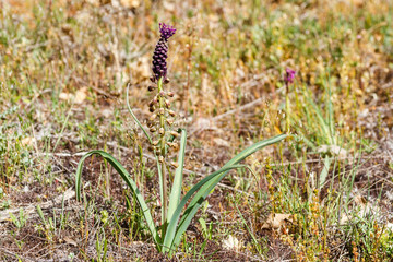 Leopoldia comosa. Muscari comosum. Jacinto comoso, Nazareno.