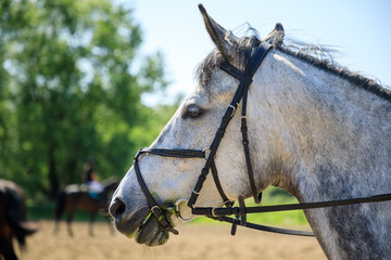 The horse on an equestrian event