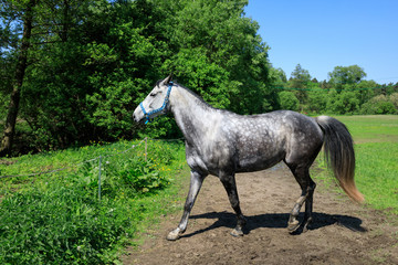 Gray horse on the green meadow