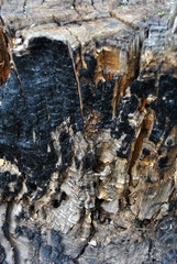 Burned old tree trunk texture, grunge background