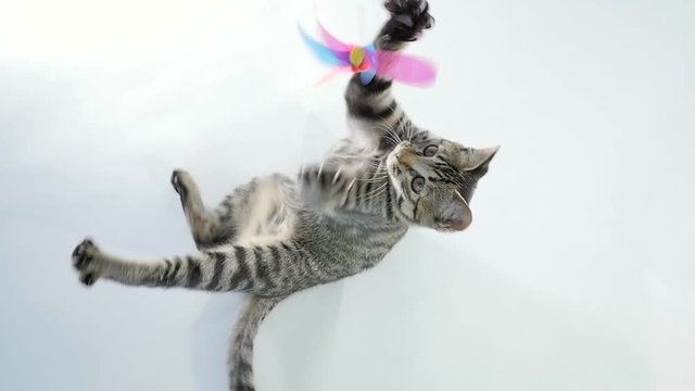 Cute Tabby Kitten playing with a toy