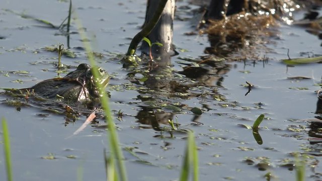 Active breeding games for reptile frog reproduction in swamp, in forest pond