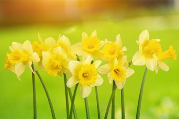 Obraz premium Daffodil.
