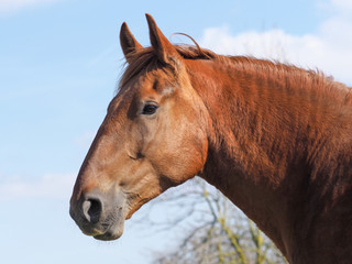 Chestnut Horse Head Shot