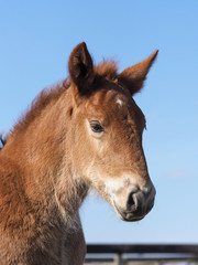 Fototapeta premium Suffolk Foal Headshot