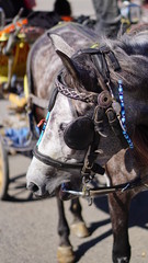 tired phaeton horses