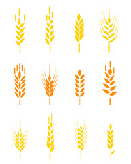 Cereals icon set with rice, wheat, corn, oats, rye, barley. Ears of wheat bread symbols.