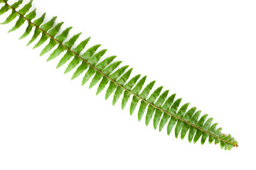 Green fern leaves  isolated on white background