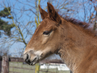 Suffolk Foal Headshot