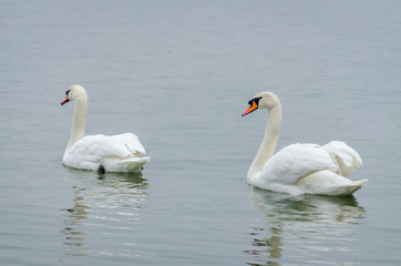 two swans in the lake water in its natural environment 