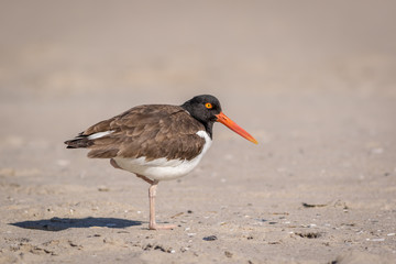 American Oystercatcher (Haematopus palliatus) on the the beach on a sunny morning in Cape May, NJ