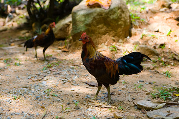 Beautiful and curious young rooster.