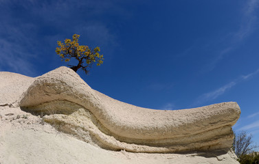 Tree on the top of geological rock formations in Rose Valley, Turkey,Cappadocia,Central Anantolia,Europe