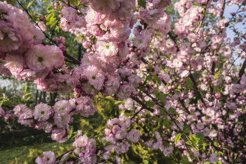 Obraz premium Terry almond luxuriantly blooming pink flowers