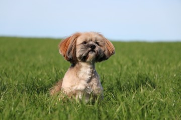 small lhasa apso portrait in the garden