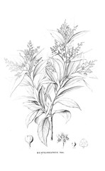Fototapeta premium Illustration of plant