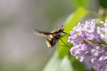 Grosser Wollschweber - Bombylius major - an Fliederblüten