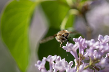 Grosser Wollschweber - Bombylius major - an Fliederblüten