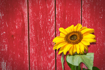 Sunflower in front of a red wooden wall