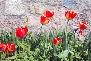 Rote Tulpen im Frühling vor einer Steinmauer