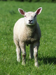 Fototapeta premium Cute Lamb