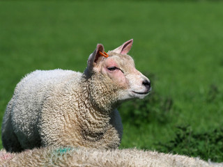 Obraz premium Cute Lamb