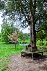 Fototapeta na wymiar Wooden bench under an old tree in a church yard, in Cromford, Derbyshire,