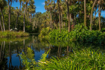 A tropical park in Florida, a lake, palm trees, a fern. Reflection on the water. The sky, clouds.