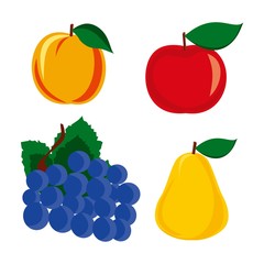 Vector fruits