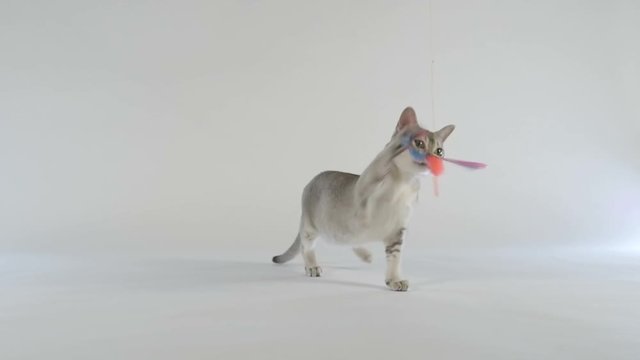 Cute Singapura Cat playing with a toy 