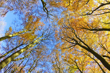 Dreamy look in the sunlight flooded treetops. Beech forest in autumn, Lüneburg Heath, Germany
