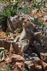Berberaffe (Macaca sylvanus), 