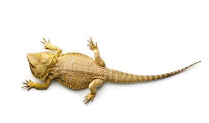 Fototapeta premium Agama. Bearded dragon isolated on bright. Lizard