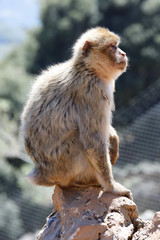Berberaffe (Macaca sylvanus)