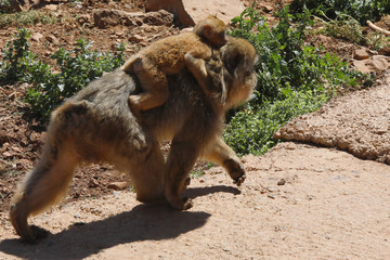 Berberaffe (Macaca sylvanus), mit Jungtier auf Rücken