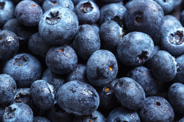 Freshly picked blueberries