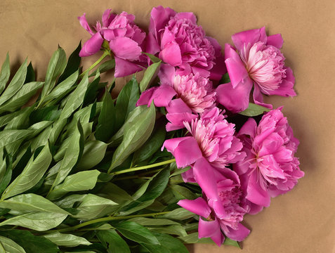 A bouquet of pink peonies on wrapping paper. celebration. 