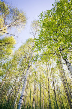 Bj&ouml;rkskog, tr&auml;dkronor med nyutslagna blad str&auml;cker sig upp mot himlen grodperspektiv