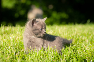 Fototapeta na wymiar söt grå kattunge ute i det gröna gräset en solig sommardag