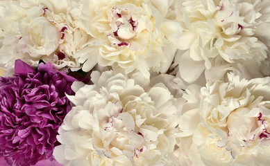 Top view of white and pink peonies 