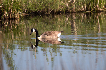 Obraz premium Kanadagans schaut ins Wasser mit Spiegelung